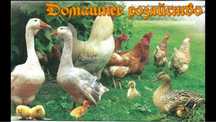 продам птицу(утки,бройлеры,гуси и др.)