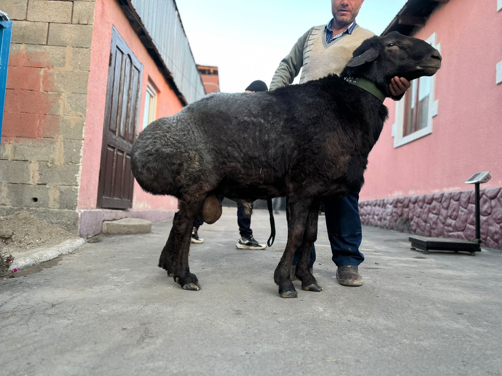 Гиссарский кочкар.