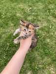 Отдам котят в добрые руки