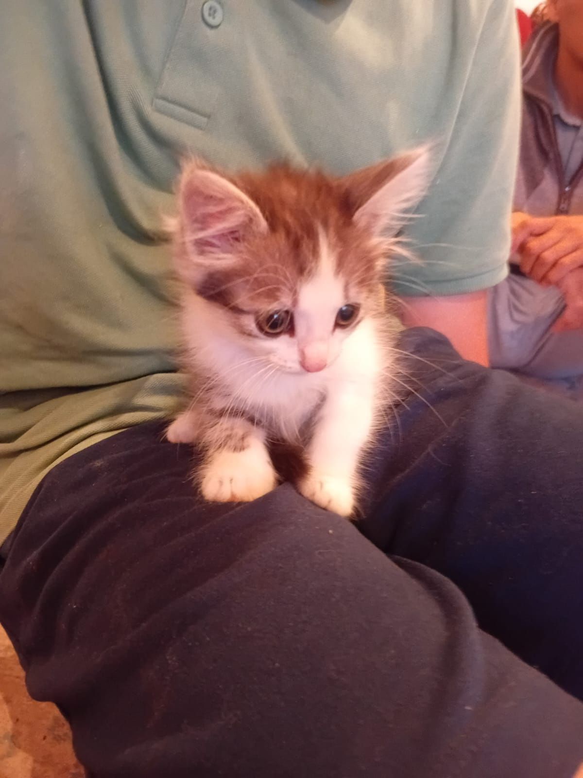 Отдам котят домашних
