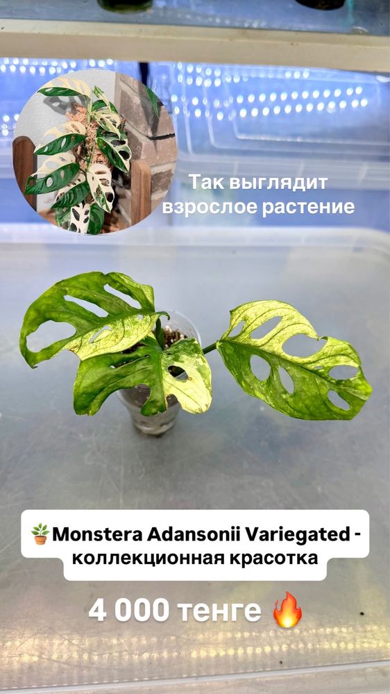 Монстера Бурле Маркс Флейм