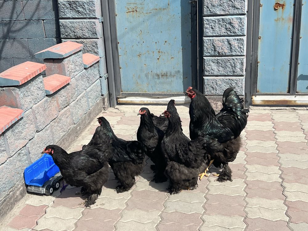 Инкубационные яйцо брама черная