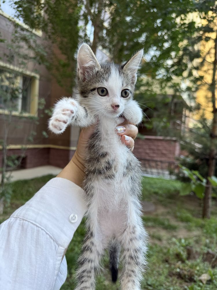 Отдам котёнка 2 месяца