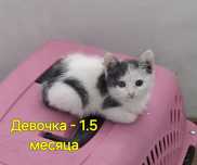 Красивые котята в добрые руки
