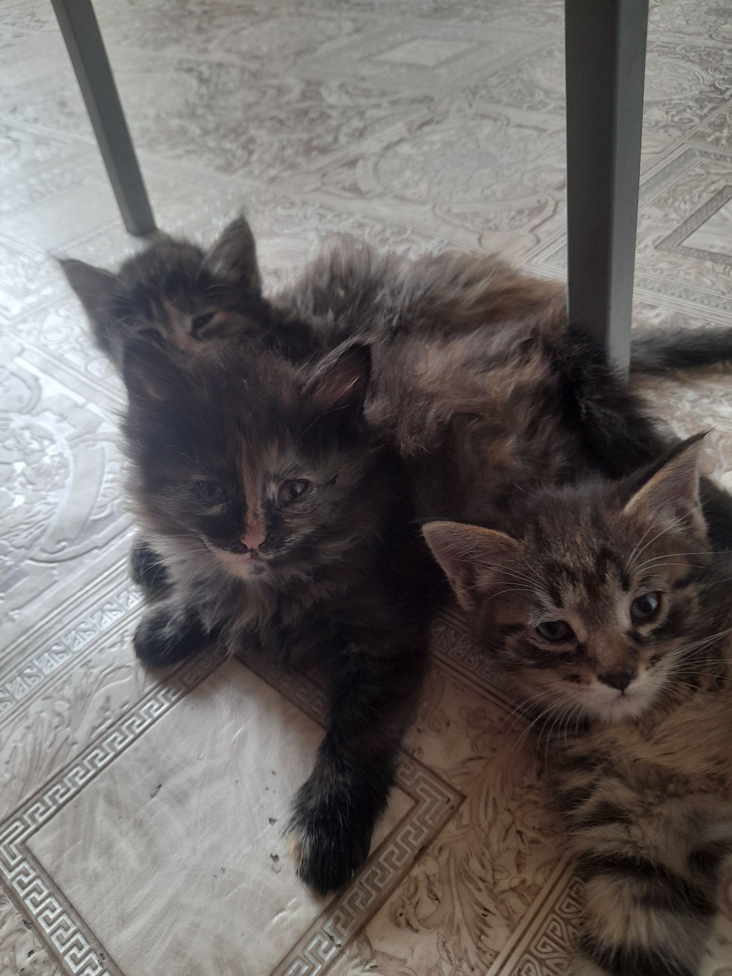 Отдам в добрые ручки котят
