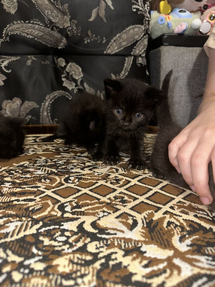 Отдам в добрые руки милых созданий