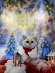 Продам британскую шиншиллу колор поинт котенка