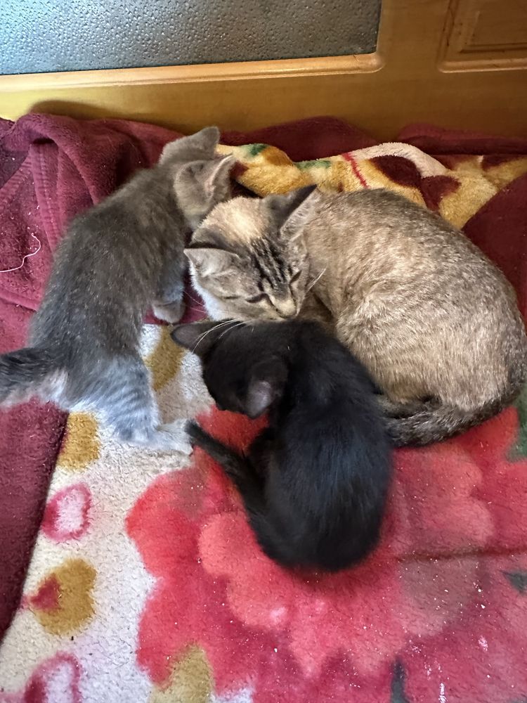 Отдам кошку с котятками