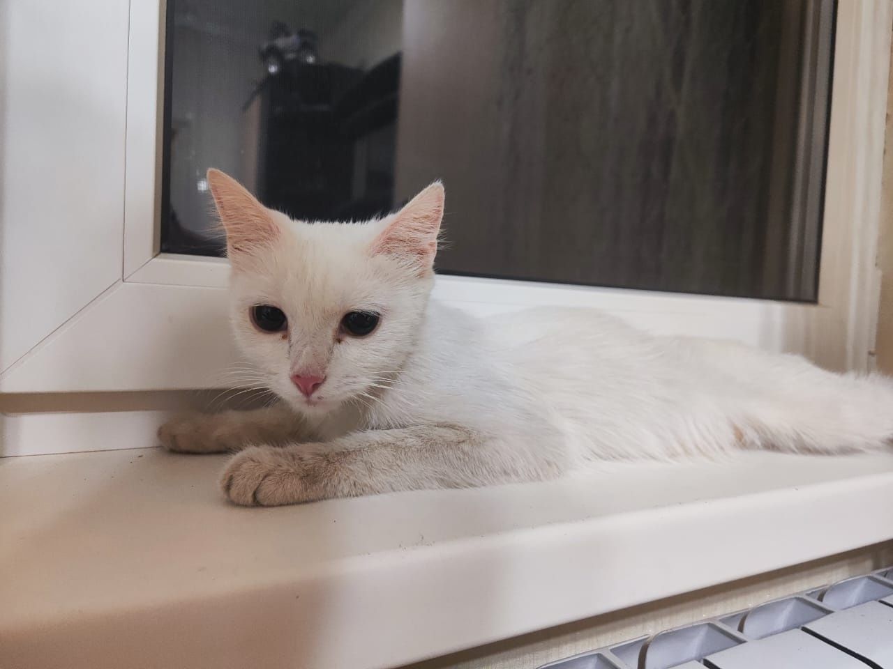 Белая кошечка девочка