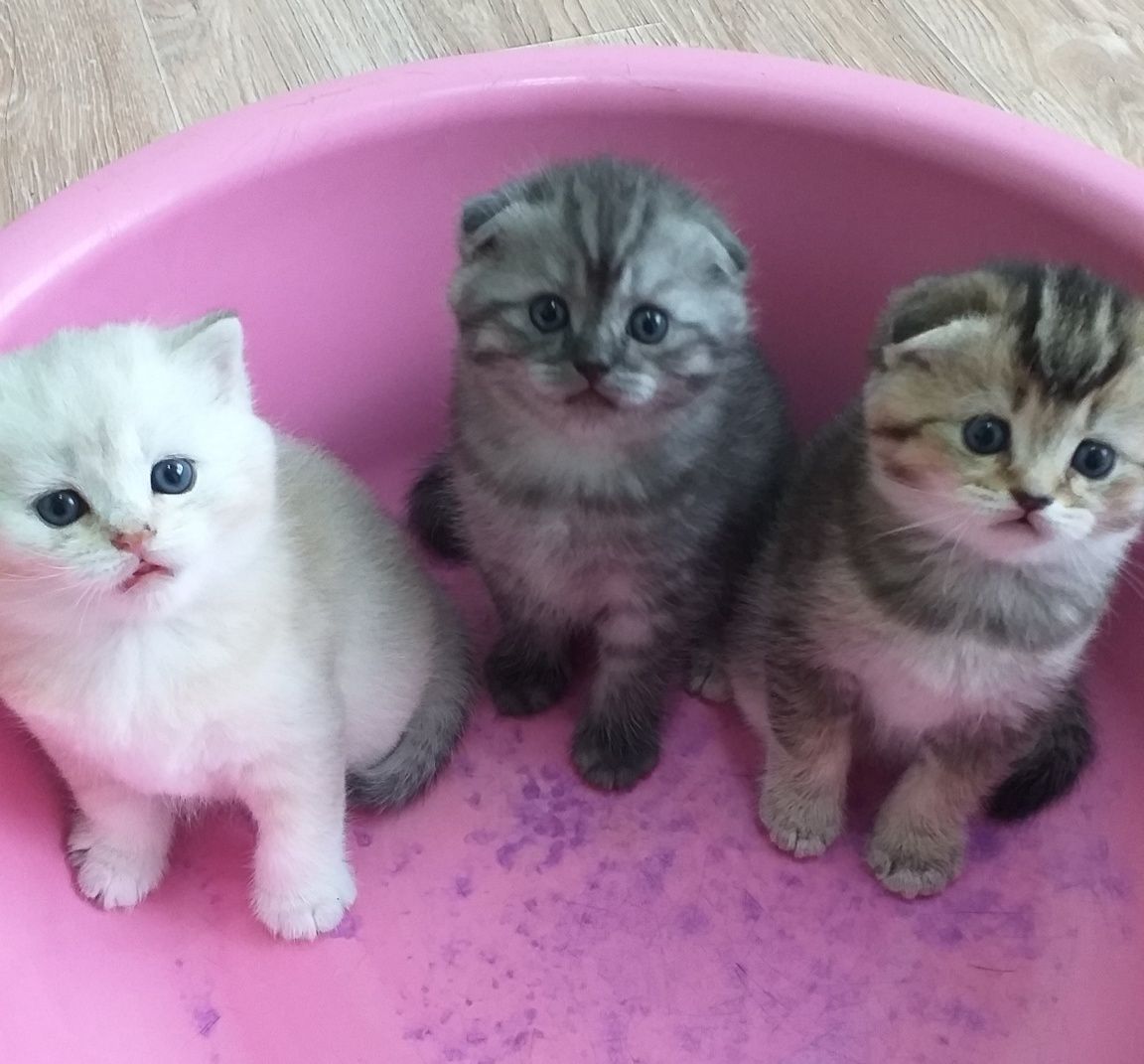 Породистые котята,ВИСЛОУШКИ. Отличный подарок любимым на день рождение