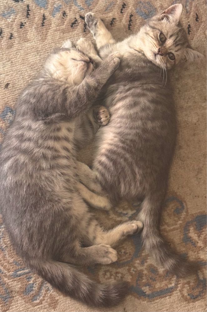 шотландские прямоухие котята