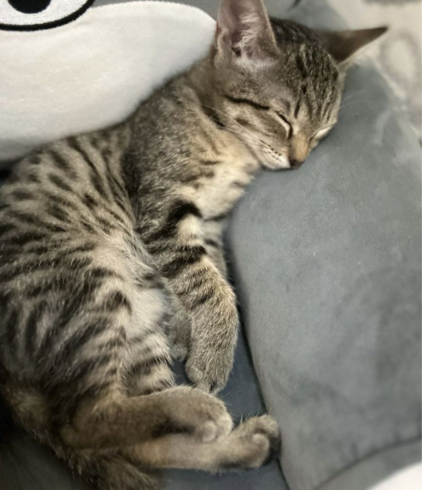 Отдам котенка девочку. К лотку приучена