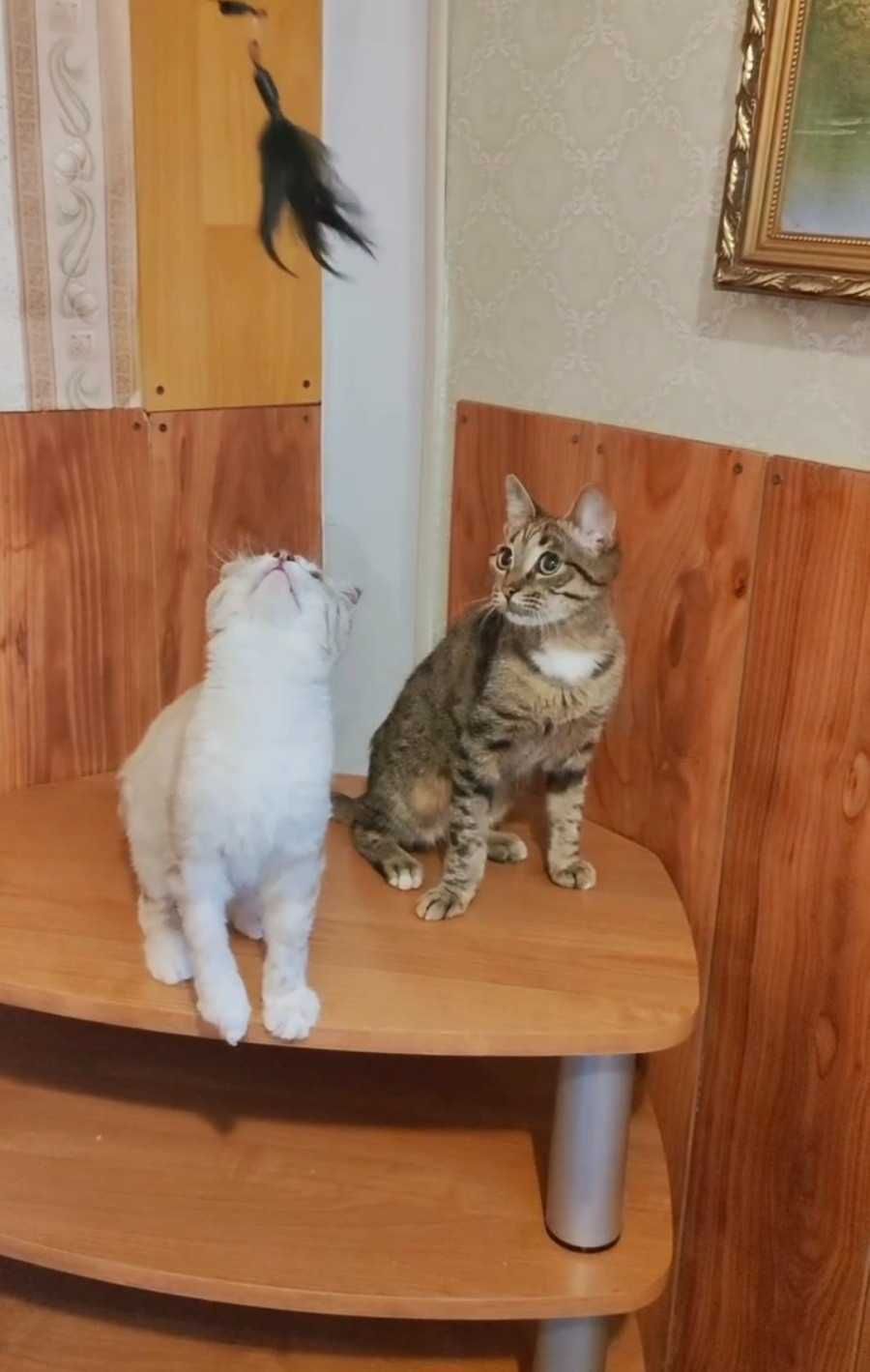 Котики-подростки ищут дом