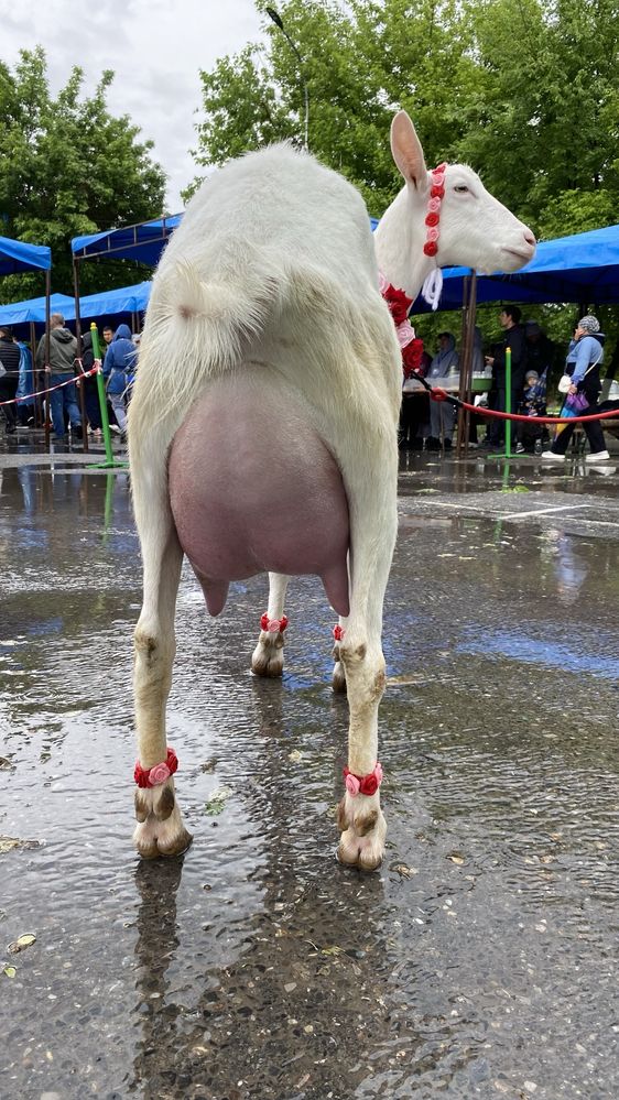 Козье молоко Ешкі сүті