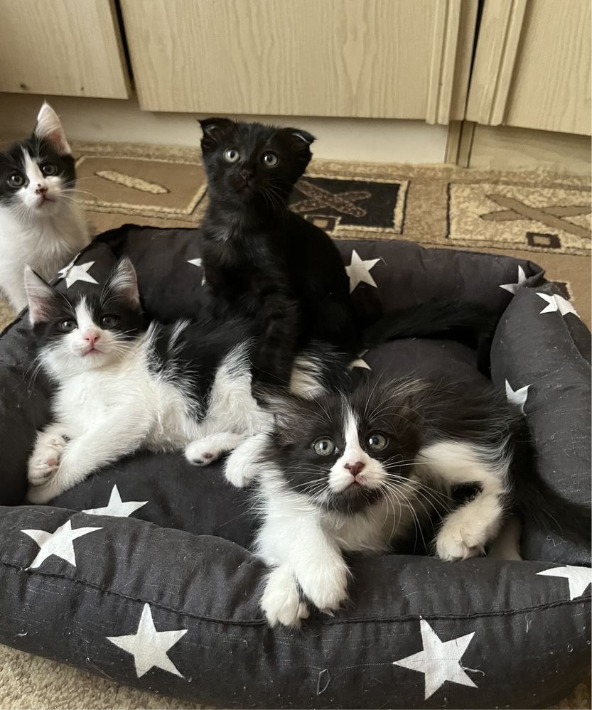 Котята бесплатно