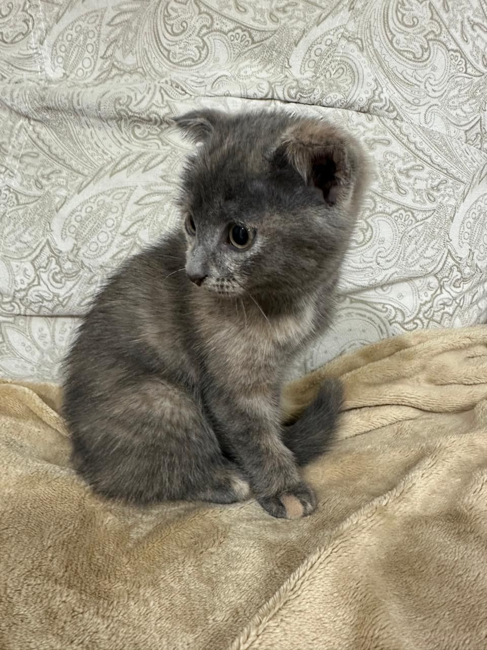 Вислоухий котенок