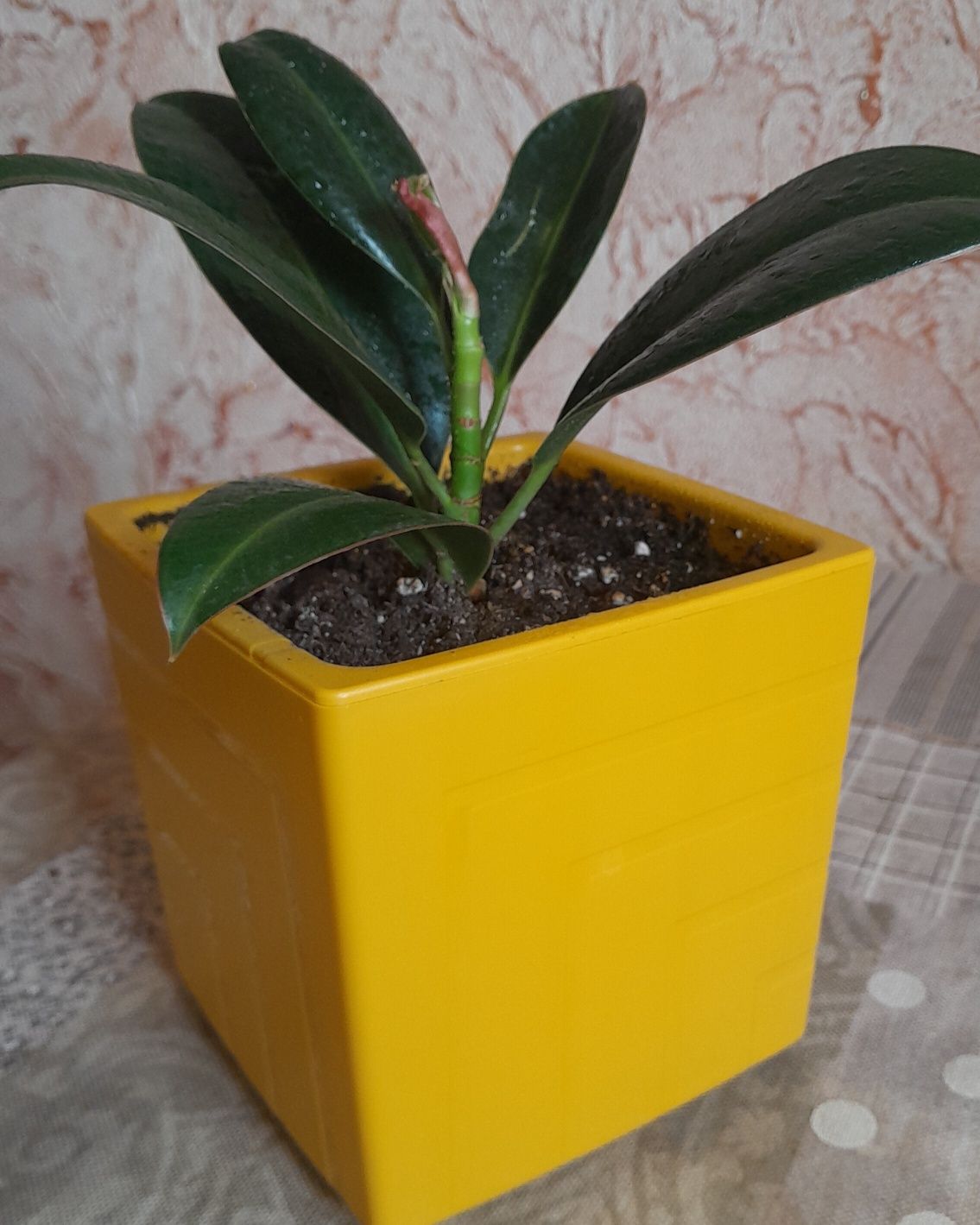 Продам комнатные цветы