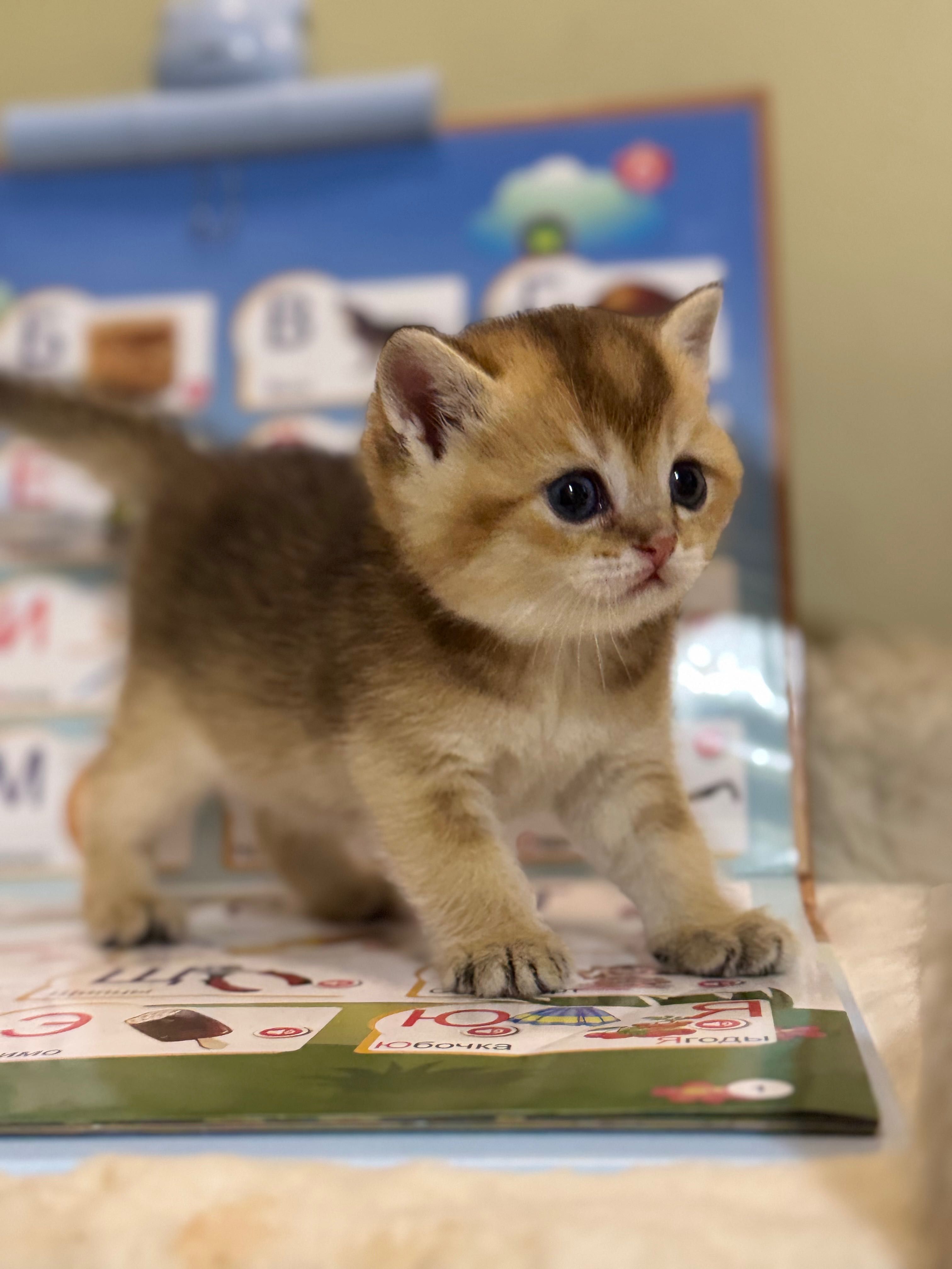 Продаются котята золотая шиншилла.