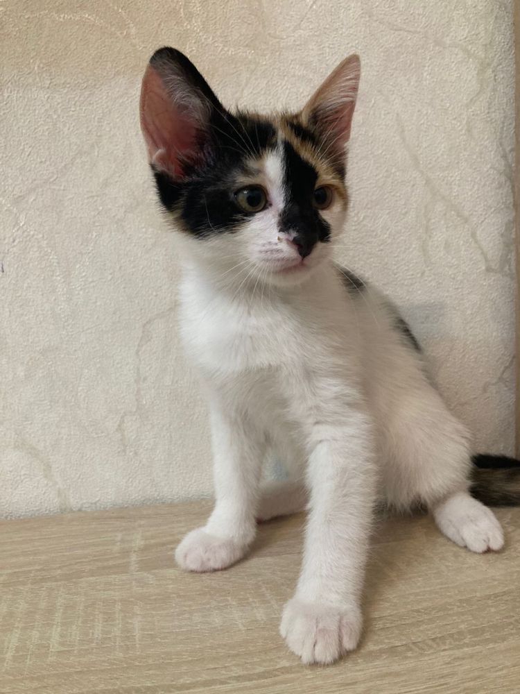 Ищем дом для котят