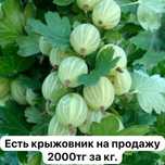 Крыжовник крупный