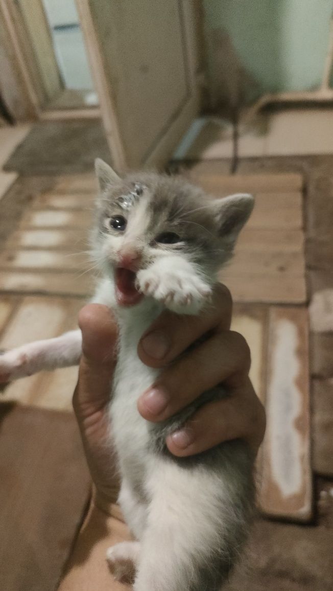 Отдам котят в добрые руки