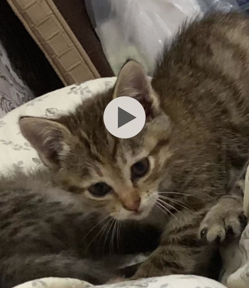 Отдаю котят 2 рыжих мальчик,1 девочка.