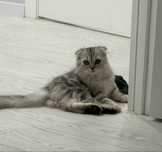 Шотландский вислоухий котенок