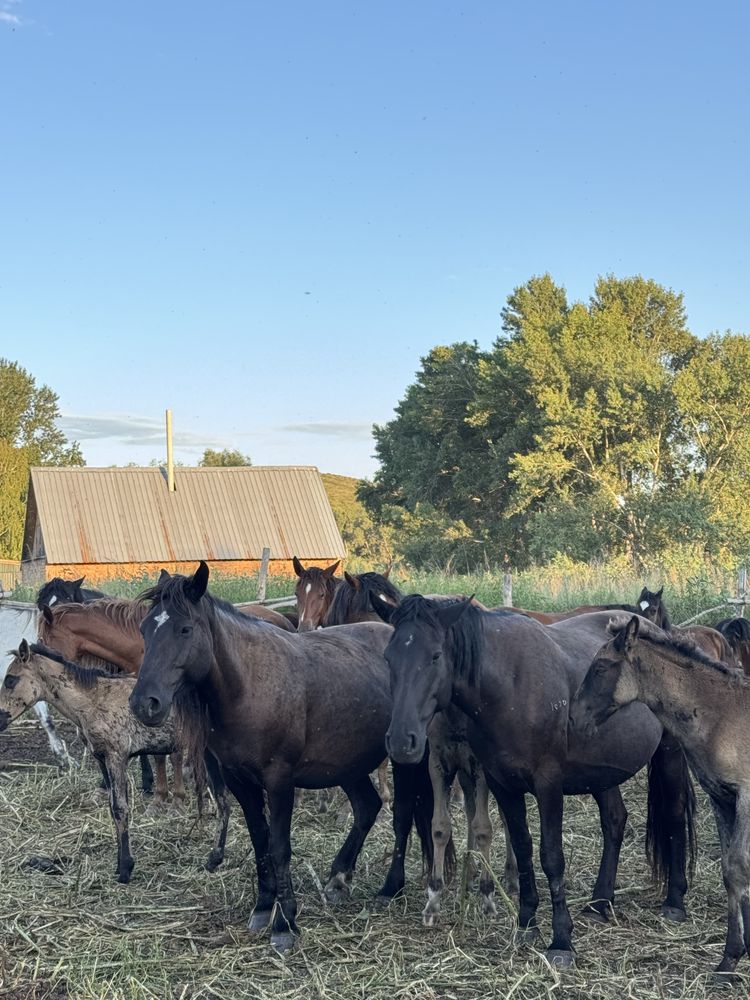 Продам 1 табун лошодей