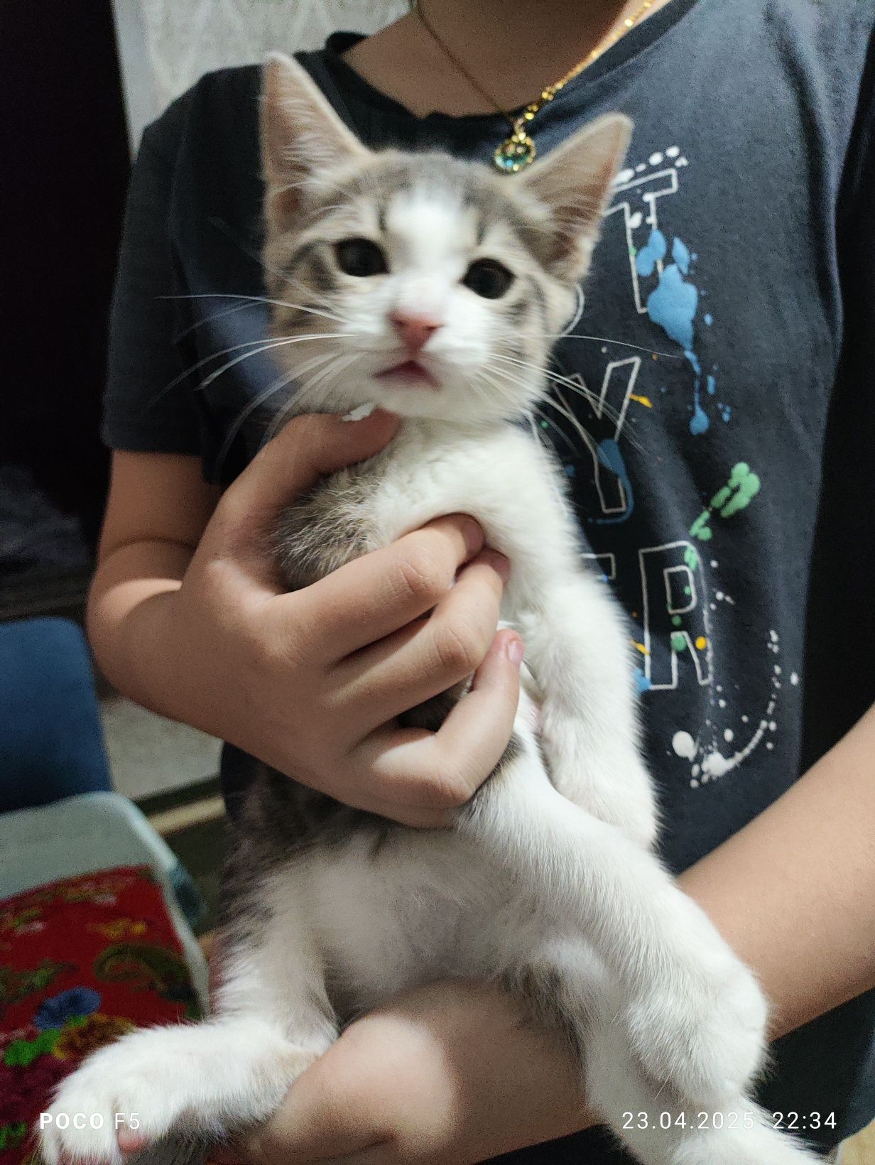 Одам даром котёнка хороший руки