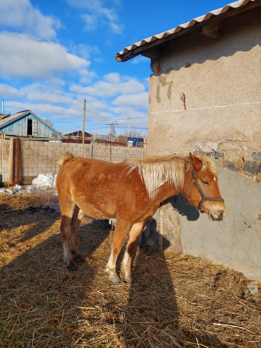Продам лошадей, очень спокойные,  кобыла обучали верховой езде