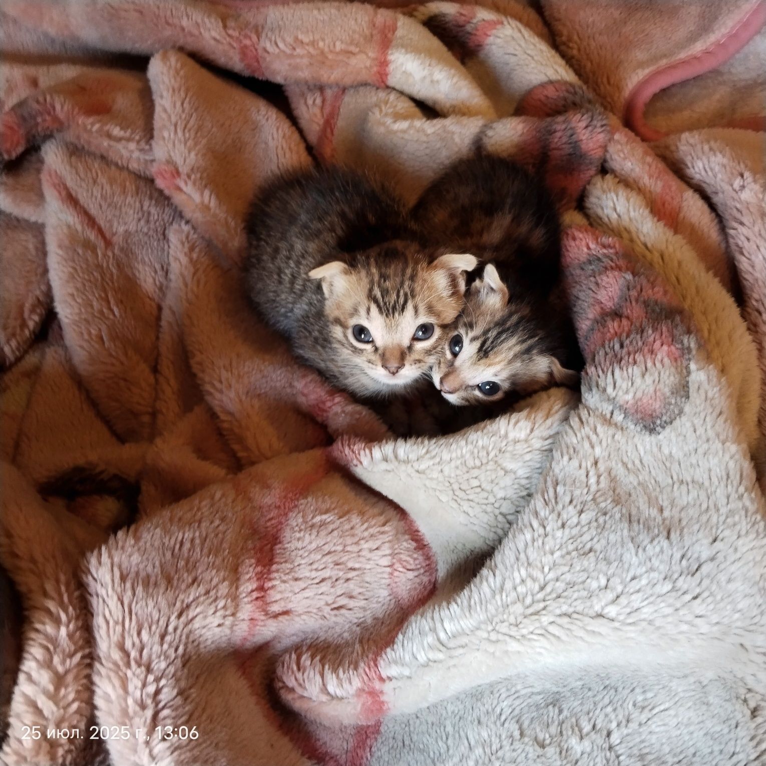 Котенок.отдам котенка
