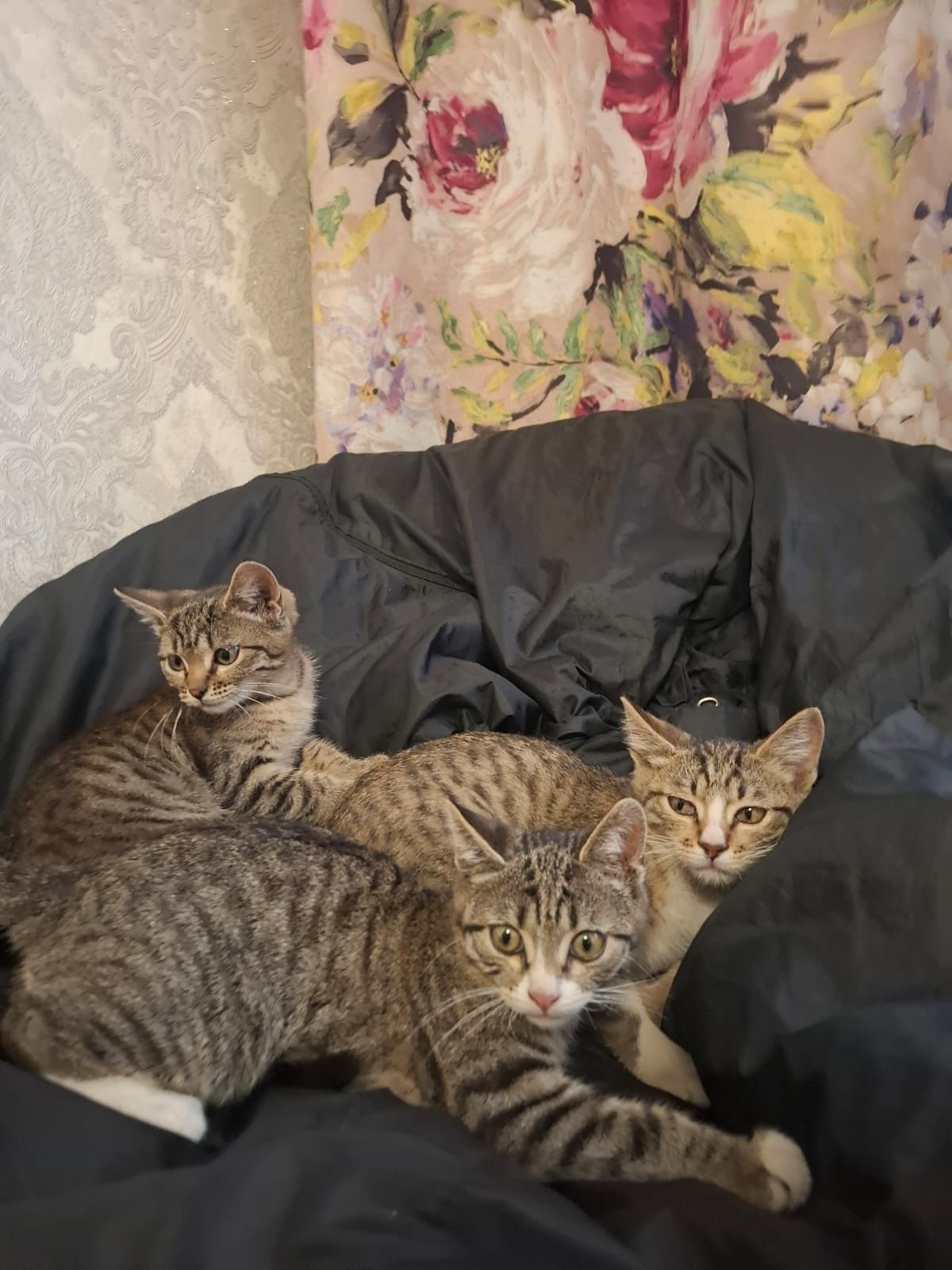 отдам котят-охотников