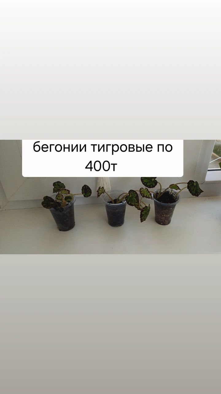 Продам цветы комнатные