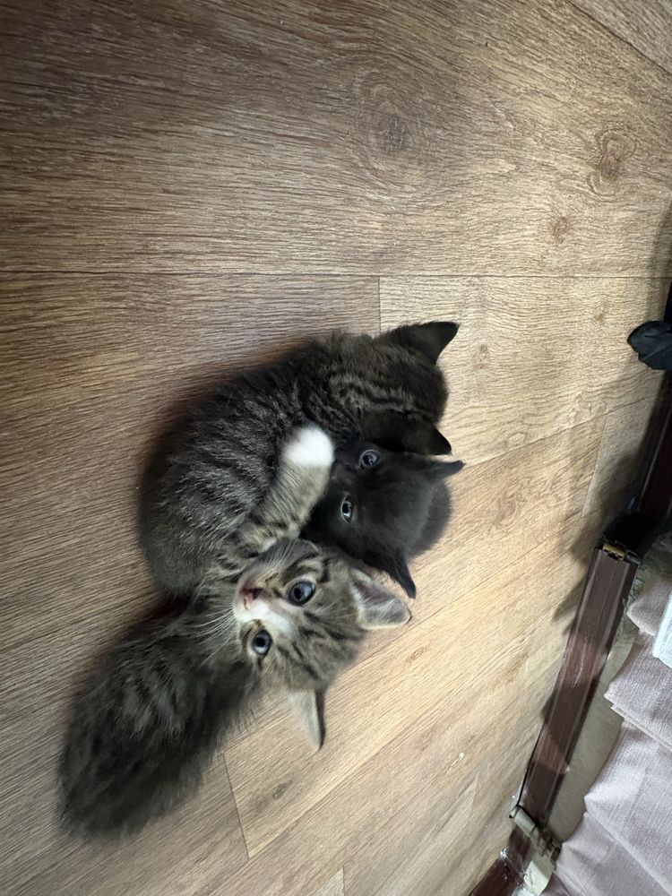 отдам котенка в хорошие руки