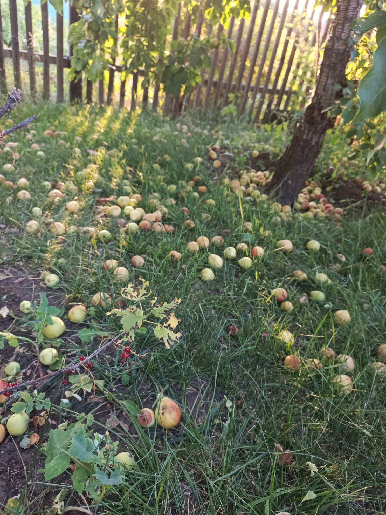 Продам груши! Домашние