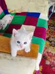Три котенка. Белые кошки. Красивые Котята