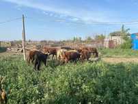 Продам БЫКОВ полтора годовалых