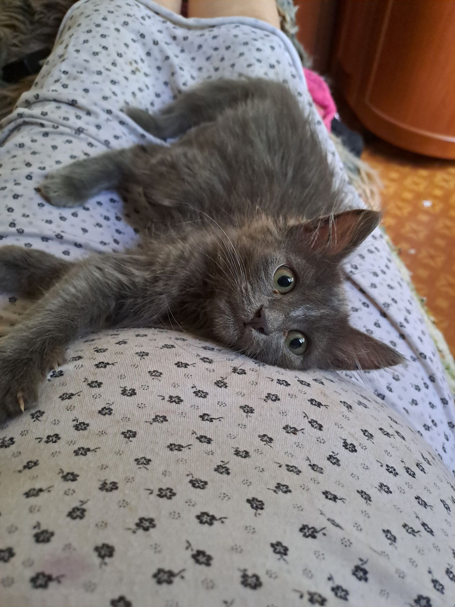 Отдам котейку в любящую животных семью