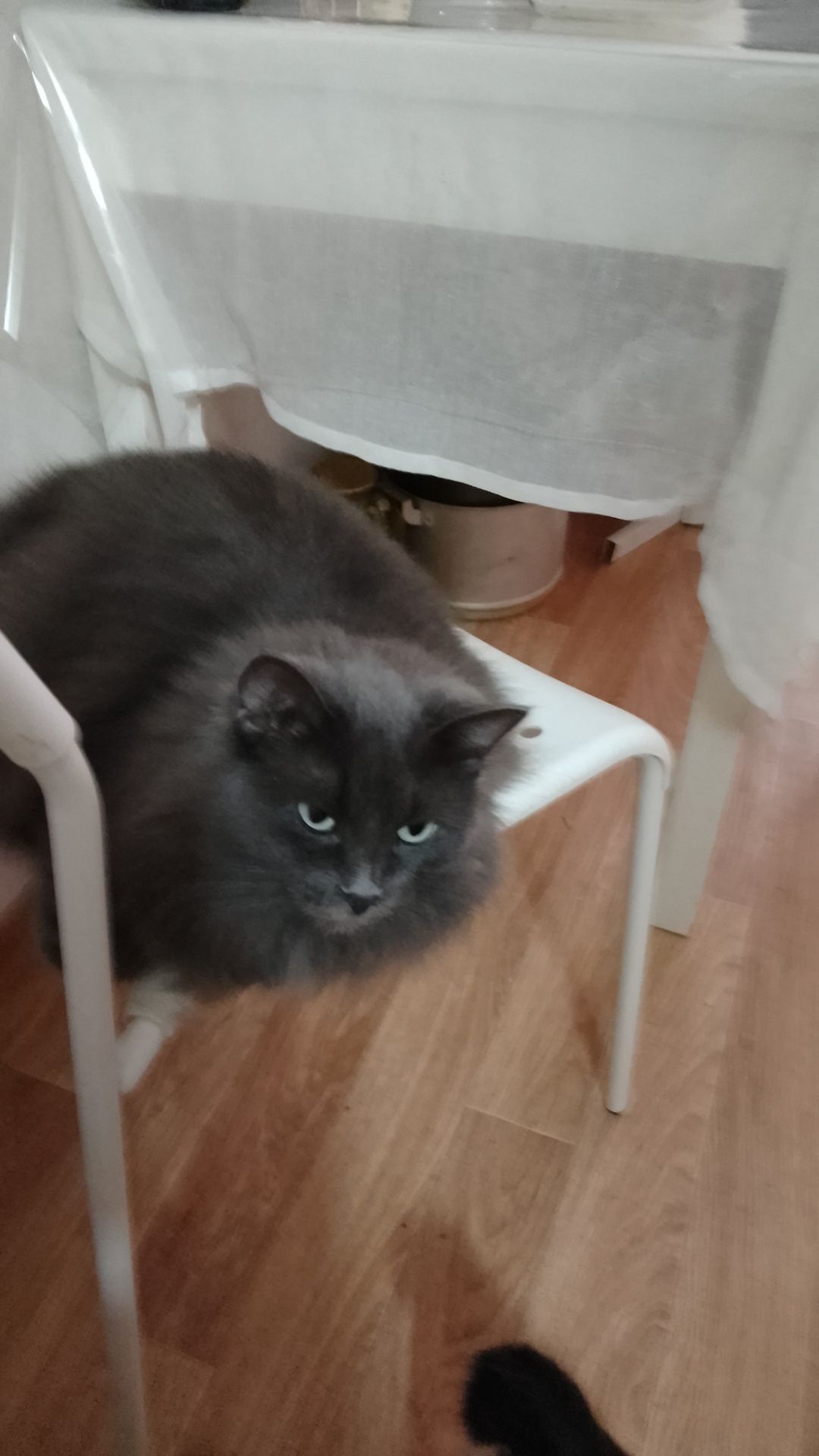 Отдам стерильного котика