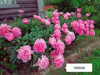 Пионы , саженцы , многолетние цветы
