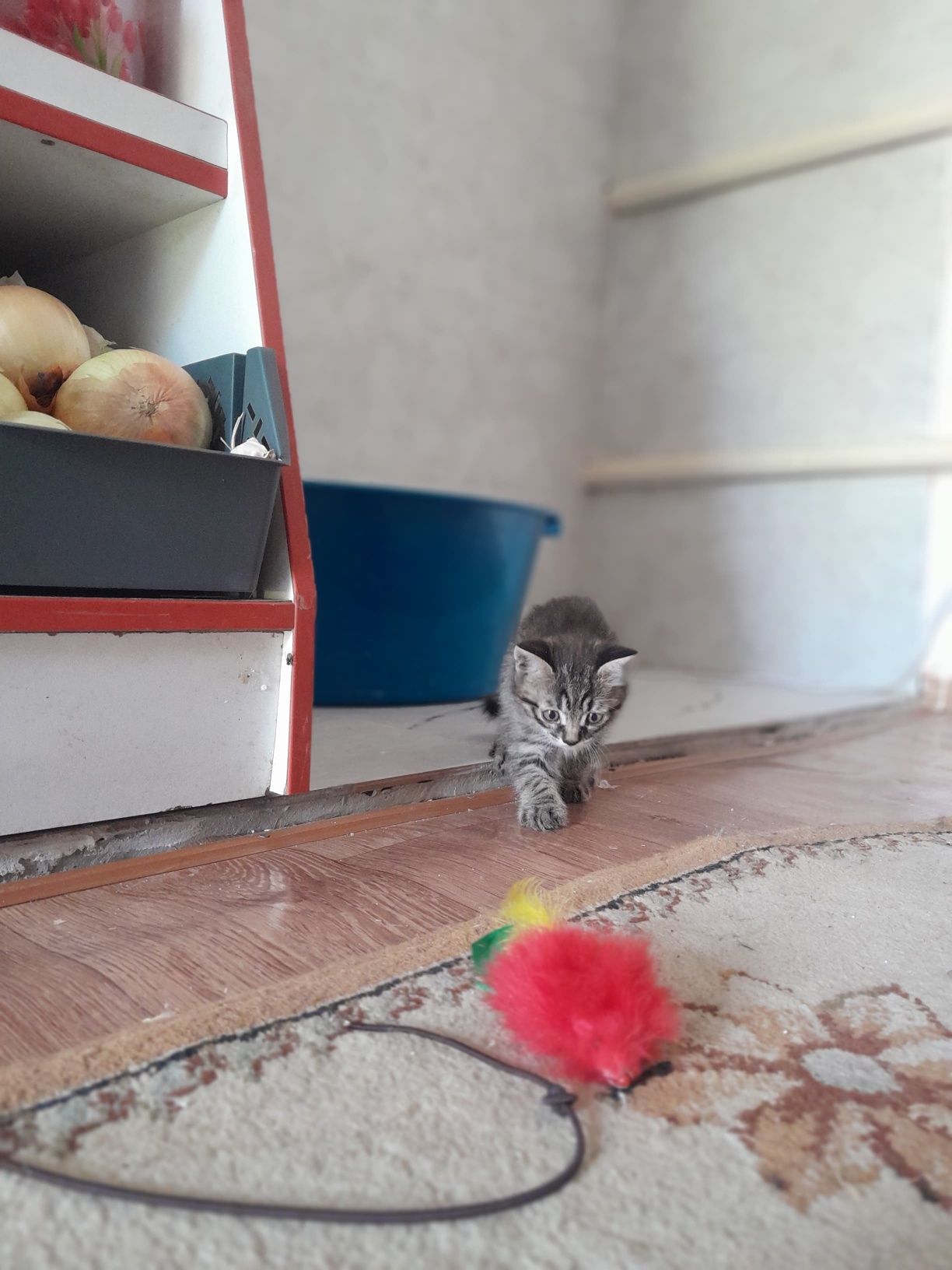 Отдам котят в хорошие руки