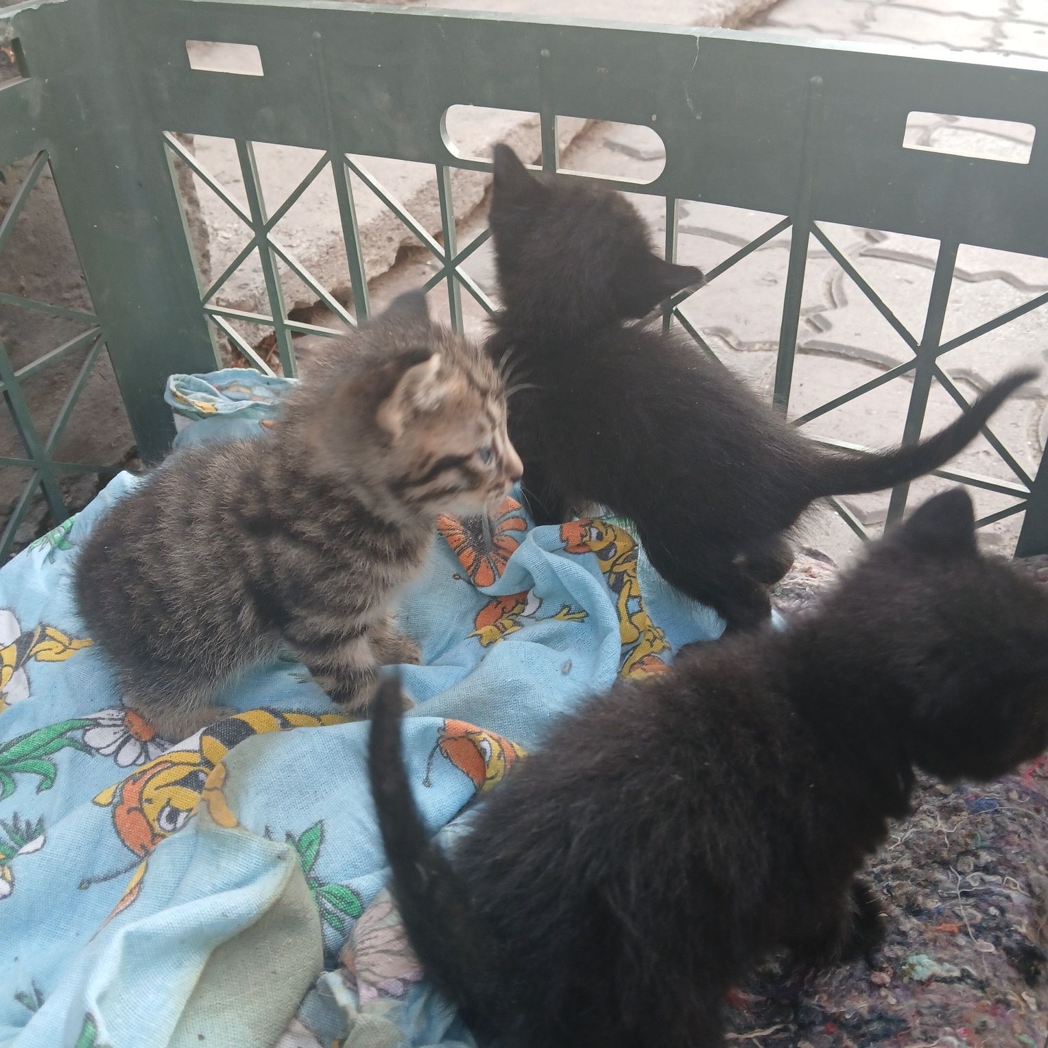 Котёнки за даром