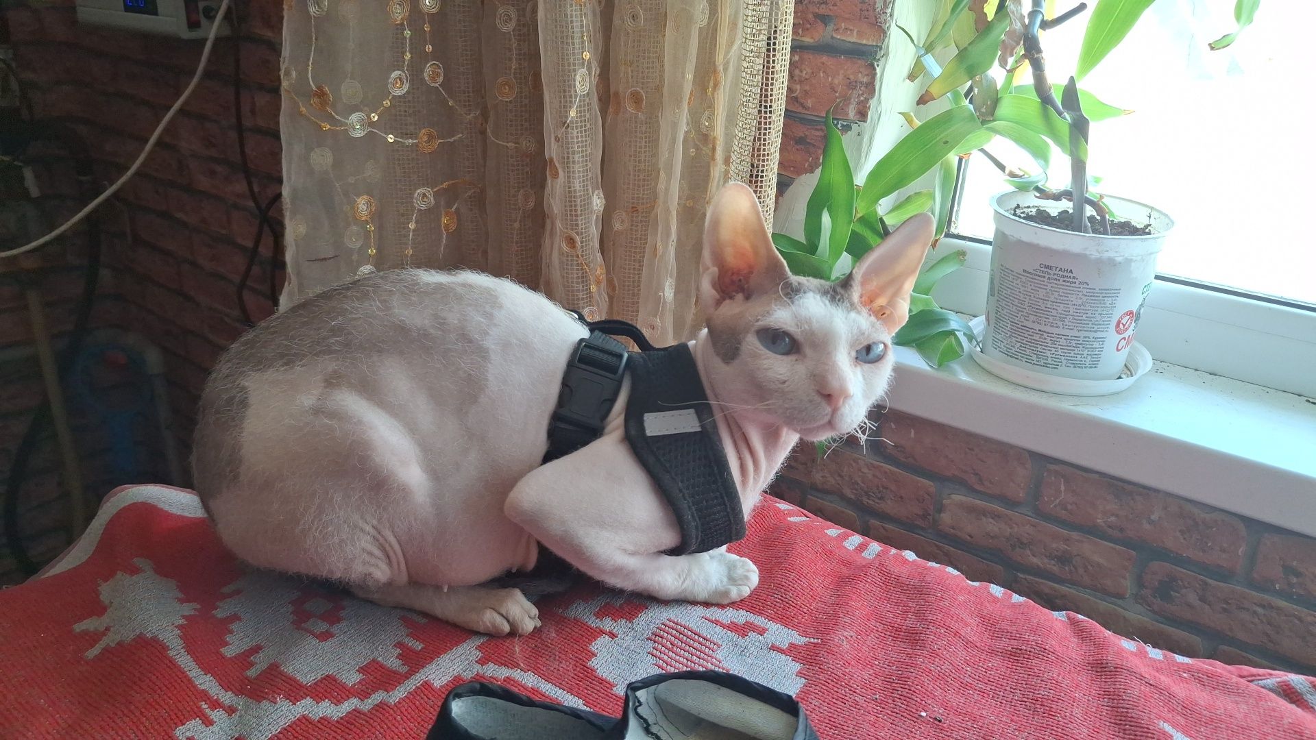 Продам кота сфинкса