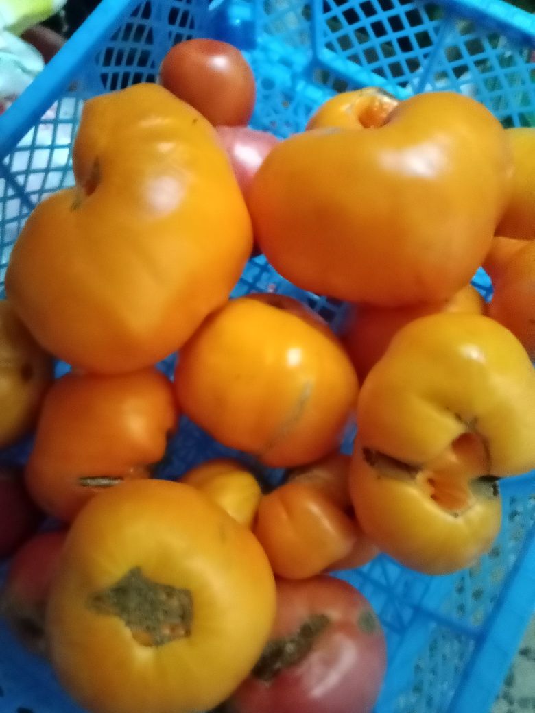Продам помидоры 1500 Аблакетка