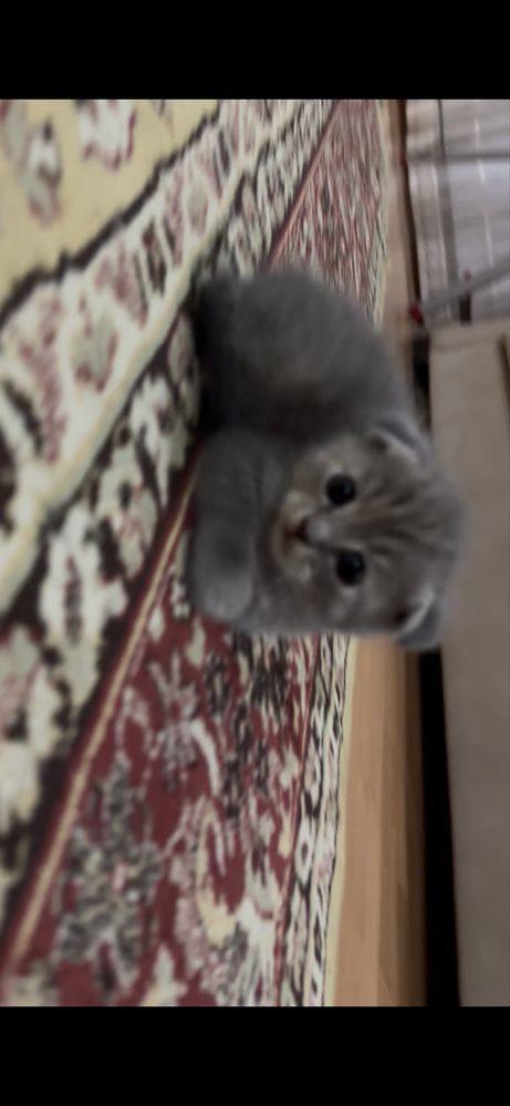 Британские котята