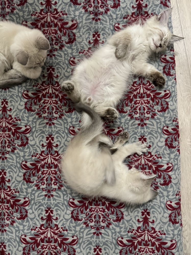 Отдам котят в добрые руки