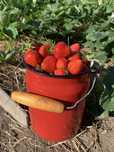 Продам клубнику домашнюю