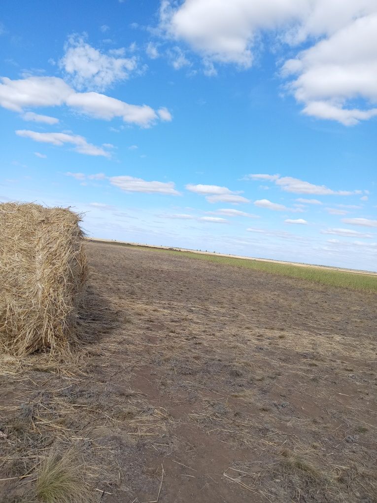 Продам суданка 1 руллон 8000 тенге