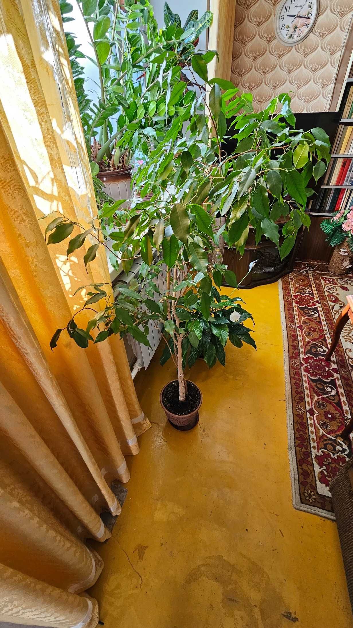 Фикус Бенджамина