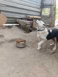 Собака не огресивная